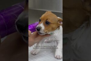 These Might Be The Cutest Puppies EVER