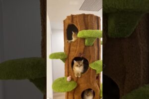 These Rescue Cats Finally Got Their Dream Home 🐱❤️ #shorts #animals #trending #cat #viral