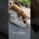 They are playing 😊😅 #animals #ytshorts #pets #dog