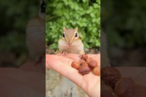Think fast! #shorts #comedyshorts #funny #humor #animals #wildlife #cute #wildlife #gameplay #play