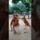 This Animal Fights Like a Professional Boxer! 🦘🥊