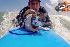 This Cat Surfs, Swims... and Doesn't Act Like Any Cat