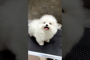 This Tiny Fluffy Pomeranian Will Melt Your Heart! 🐶☁️#Pomeranian #CutePuppy#FluffyDog#Puppy#Dogs#