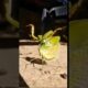 This Tiny Insect Fights Back Like a Karate Master! 🥋😱 #Shorts