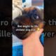 This might be the chillest dog ever #lol #meme #cute #puppies #dog #itsjustababy