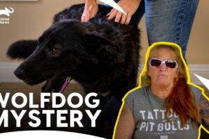 Tia Torres Orders A Stray Wolfdog DNA Test | Pit Bulls & Parolees S12 E7 | Animal Planet India
