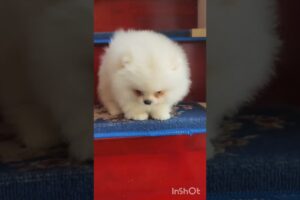 Tiny Fluffy Pomeranian Melts Hearts 🐶🤍 | Cutest Puppy Ever!#pomeranian#cutedog#cutepets#viralshort