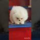 Tiny Fluffy Pomeranian Melts Hearts 🐶🤍 | Cutest Puppy Ever!#pomeranian#cutedog#cutepets#viralshort