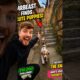Tiny Puppies' Secret Adventure 🐶❤️ | Cutest Puppy Gang Ever! #shorts