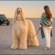 Top 10 Most Expensive Dog Breeds in the World| Cute Puppies Videos