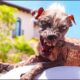 Top 10 dog breeds with unique and unusual appearances | Cute Puppies Videos
