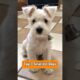 Top 3 Smallest Dog Breeds! 🐶🥹 #cute #pets