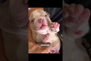 Top 5 Cute Puppies That Turn Into Absolute Beasts 😳🐶#animals #wildlife #dog