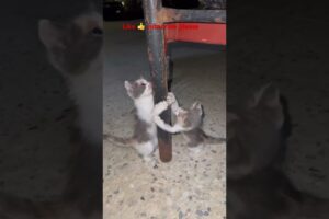 Two Cute Kittens Playing Together | Adorable Baby Cats 😻🐾