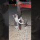 Two Cute Kittens Playing Together | Adorable Baby Cats 😻🐾