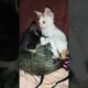 Two cute cats are playing, #funnyanimals #kitten #cat #animal #funnyvideo #cute #barbie #funny #meow