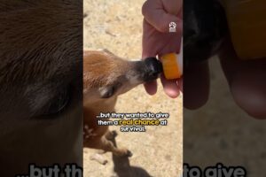 Two fawns chose the right family to ask for help ❤️