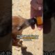 Two fawns chose the right family to ask for help ❤️
