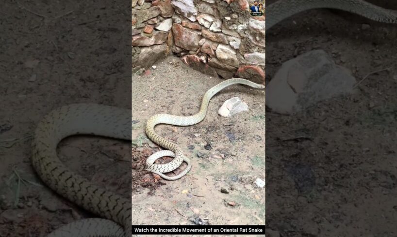 Watch the Incredible Movement of an Oriental Rat Snake#snake #wildliferescue #animals #rescueefforts