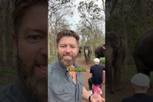 What Happens When You Play Music for Elephants? @Plumesmusic