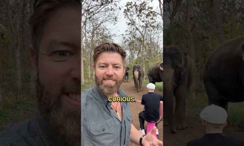What Happens When You Play Music for Elephants? @Plumesmusic