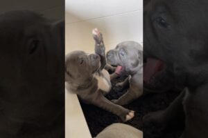 When puppies first start to play - The Cutest Puppy Wrestling Match Ever 😂🐶