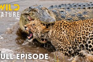 Wild Amazon (FULL EPISODE) | Battle for Survival in the Deadliest Jungle | Animal documentary