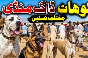 World's Best Dogs & Cute Puppies | Pakistan's Biggest Dog Market | Rare Dog Breeds