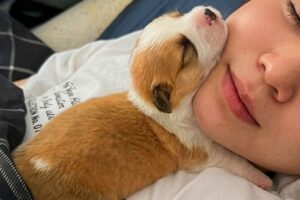 You gotta admit PUPPIES are the most DRAMATIC! 🤣 Funniest PUPPIES Video