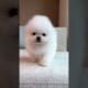 cute cute puppies song#viral shorts# pet lovers#