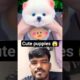 cute puppies 😱😍 #funny #comedy #youtubeshorts #viral #shorts #new #puppy #viralvideo #shortvideo