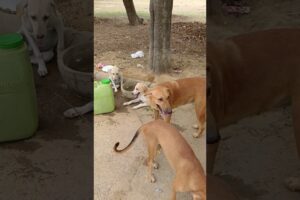 cute puppies #streetdoglove 🐶 dogcare #animallife #cuteanimal #viralshort #streetdog #dogloversdog