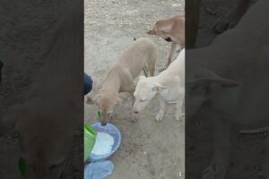 cute puppies #streetdoglove 🐶 please support me 🙏🏿 #animallife #shortvideo #streetdog #viralshort