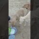 cute puppies #streetdoglove 🐶 please support me 🙏🏿 #animallife #shortvideo #streetdog #viralshort