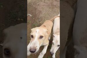 cute puppies #streetdoglove #viralshort #shortsfeed #animallife #cuteanimal #viralshort #streetdog