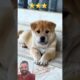 cute puppies 💯🌹🌹#youtube #viral #shots