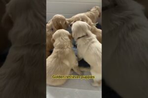 cutest puppies ever 😍 #goldenretriever #puppies #dogs #cute #funny