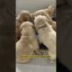 cutest puppies ever 😍 #goldenretriever #puppies #dogs #cute #funny