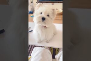 cutest puppy barking lovely style #puppies #puppyshorts #puppy 24 June 2026