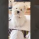 cutest puppy barking lovely style #puppies #puppyshorts #puppy 24 June 2026