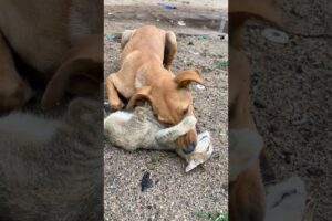 dogs and cats 🐶🐱#shorts #dog #cat #cute #animals #kitten #doglover #catlover