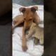 dogs with cats 🐶🐱#shorts #dog #cute #animals #puppy #cat #puppy #doglover #catlover