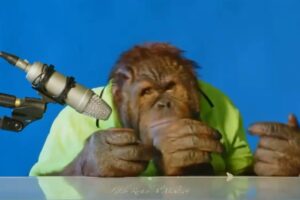orangutan asmr | Orang Utan ASMR