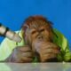 orangutan asmr | Orang Utan ASMR