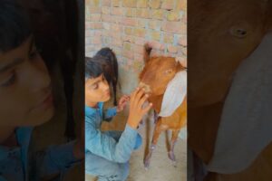 playing with cute goats 🐐 😍 #shorts #youtubeshorts #goat #goatfarming #bakri #animals