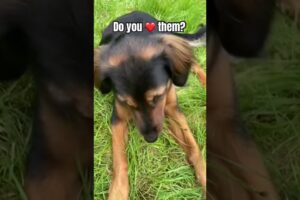 🐾🐶❤️ #puppy #cute #dog #trend #funny
