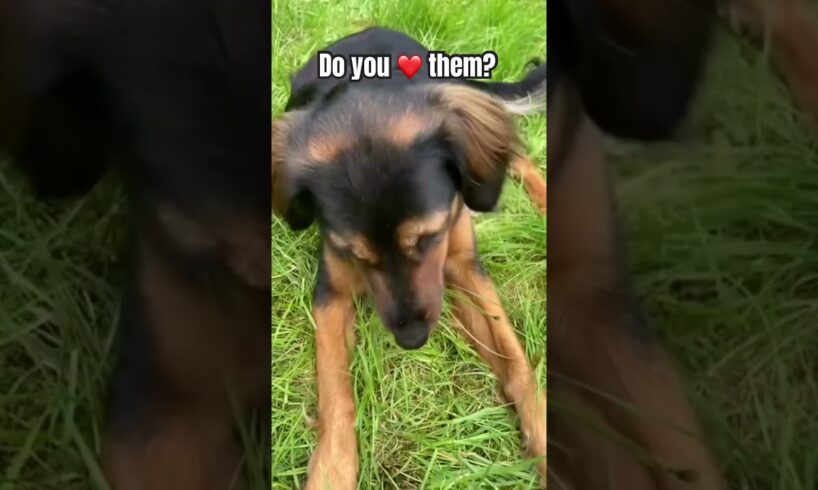 🐾🐶❤️ #puppy #cute #dog #trend #funny