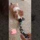 puppy 🐶 in playing zone🌺 #youtubeindia#shortsfeed #dogshorts#puppies #animals#homepet #dogfunnyvideo