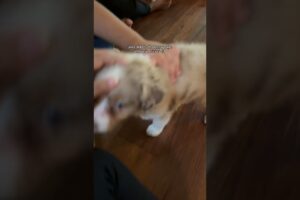puppy yoga club has the cutest puppies ever!!!! #puppyyoga #puppyyogaclub #thingstodoinaustin