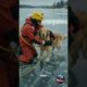 rescue 🐕 #short #viral #trending #catrescue #globalrescue